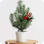 Yılbaşı Çiçekleri