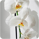 Orkide