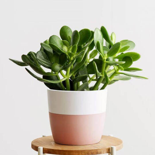 Örnek Ürün 10 - Paket 1